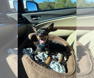 Miniature Pinscher Dogs for adoption in Valrico, FL, USA