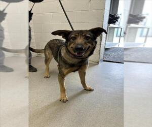 German Shepherd Dog Dogs for adoption in San Bernardino, CA, USA