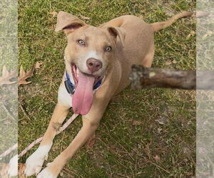 American Staffordshire Terrier-Labrador Retriever Mix Dogs for adoption in Bristol, CT, USA