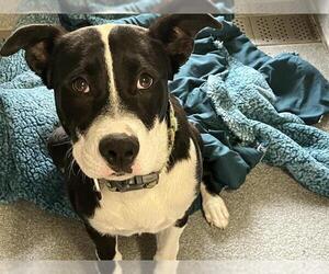 American Pit Bull Terrier-Labrador Retriever Mix Dogs for adoption in Orange, CA, USA