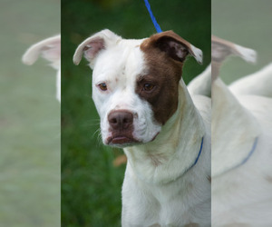 American Pit Bull Terrier Dogs for adoption in Johnson City, TN, USA