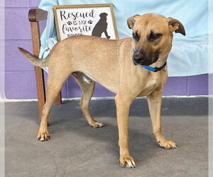 Black Mouth Cur-Unknown Mix Dogs for adoption in Genesee, WI, USA