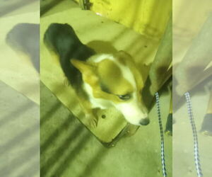 Pembroke Welsh Corgi Dogs for adoption in Bonifay, MO, USA