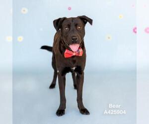 Labrador Retriever-Unknown Mix Dogs for adoption in Conroe, TX, USA