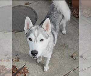 Medium Photo #6 Huskies -Unknown Mix Puppy For Sale in pomfret, CT, USA