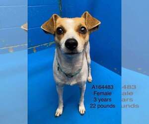 Medium Photo #1 Chihuahua-Unknown Mix Puppy For Sale in Calgary, Alberta, Canada