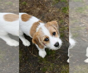Bea-Tzu Dogs for adoption in Wakefield, RI, USA