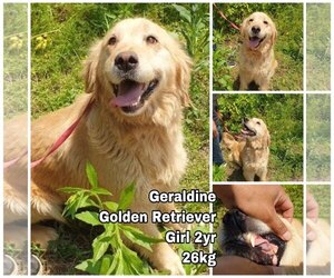 Medium Photo #1 Golden Retriever Puppy For Sale in Seattle, WA, USA