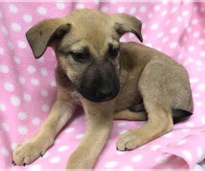 Shepradors Dogs for adoption in Princeton, MN, USA