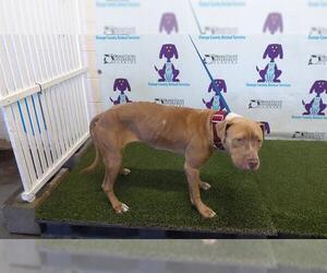 American Pit Bull Terrier-Unknown Mix Dogs for adoption in Orlando, FL, USA