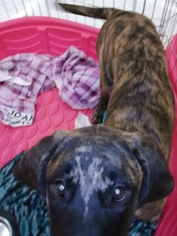 Mastiff Dogs for adoption in Commerce, GA, USA