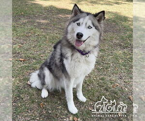 - Mix Dogs for adoption in Irvine, CA, USA