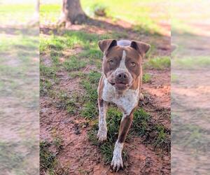 Bulloxer Dogs for adoption in Rural Hall, NC, USA