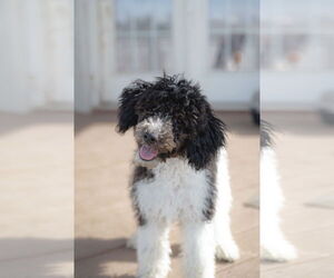 Mutt Dogs for adoption in Sandy, UT, USA