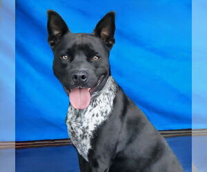 Mutt Dogs for adoption in Pasadena, CA, USA