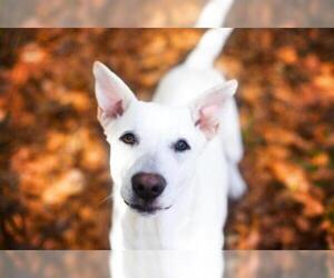 German Shepherd Dog Dogs for adoption in Gainesville, FL, USA