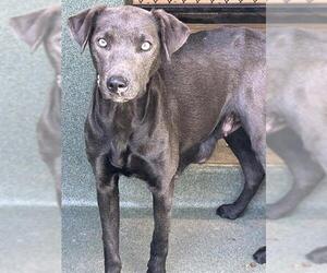 Unknown-Weimaraner Mix Dogs for adoption in Downey, CA, USA