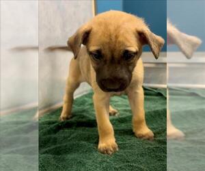 German Shepherd Dog-Siberian Husky Mix Dogs for adoption in Conroe, TX, USA