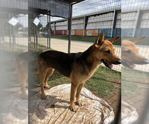 German Shepherd Dog-Unknown Mix Dogs for adoption in Waco, TX, USA