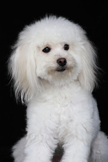 Poodle (Miniature) Dogs for adoption in San Pedro, CA, USA