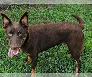 Doberman Pinscher-Unknown Mix Dogs for adoption in Grovetown, GA, USA