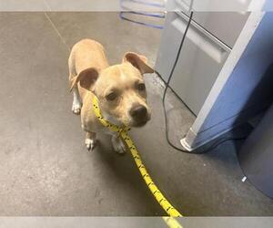 Chihuahua Dogs for adoption in Santa Cruz, CA, USA