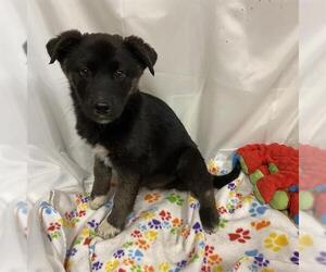 German Shepherd Dog-Unknown Mix Dogs for adoption in Modesto, CA, USA