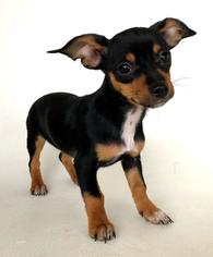 Chiweenie Dogs for adoption in Spanish Fork, UT, USA
