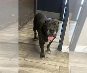 Medium Photo #1 Mutt Puppy For Sale in Redlands, CA, USA