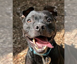 Mutt Dogs for adoption in Canton, CT, USA