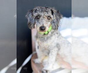 Poodle (Miniature) Dogs for adoption in Brewster, NY, USA