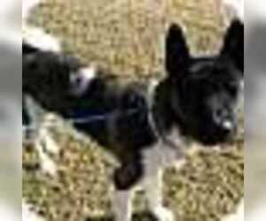 Akita-Unknown Mix Dogs for adoption in Foristell, MO, USA