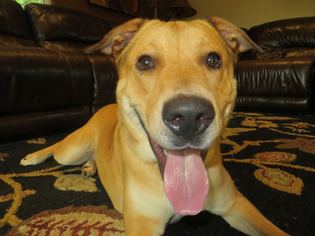 Chinese Shar-Pei-Labrador Retriever Mix Dogs for adoption in Cedar Park, TX, USA