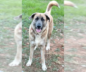 Anatolian Shepherd-Great Pyrenees Mix Dogs for adoption in Winter Park, CO, USA