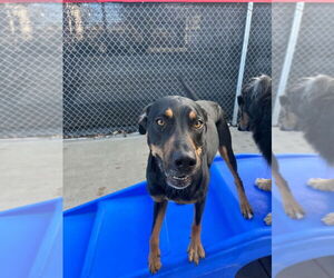 Labrador Retriever-Unknown Mix Dogs for adoption in Salt Lake City, UT, USA