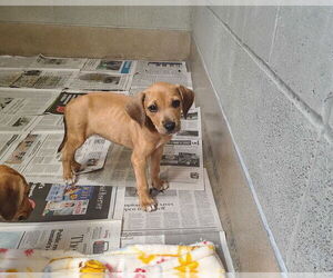 Mutt Dogs for adoption in Raleigh, NC, USA