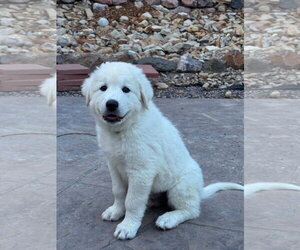 Akbash-Great Pyrenees Mix Dogs for adoption in Denver , CO, USA