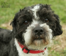 Shih Tzu Dogs for adoption in Troy, IL, USA