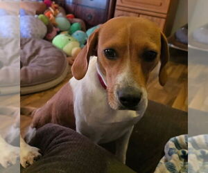 Beagle-Unknown Mix Dogs for adoption in House Springs, MO, USA