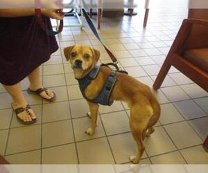 Puggle Dogs for adoption in Ocala, FL, USA