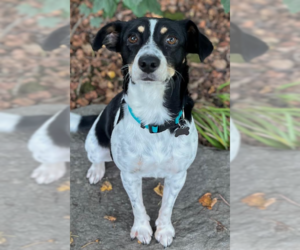Rat Terrier-Unknown Mix Dogs for adoption in Cranston, RI, USA