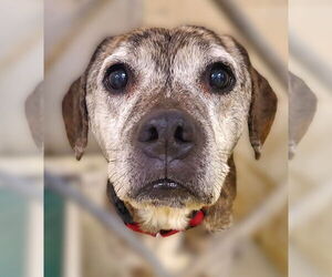 Beagle-Unknown Mix Dogs for adoption in Mt. Gilead, OH, USA