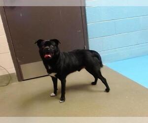 Pug-Unknown Mix Dogs for adoption in Moreno Valley, CA, USA