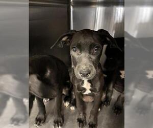 Labrador Retriever-Unknown Mix Dogs for adoption in Houston, TX, USA