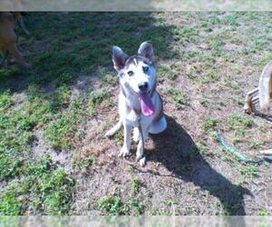 Siberian Husky Dogs for adoption in Sacramento, CA, USA