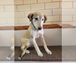 Mutt Dogs for adoption in Minneapolis, MN, USA