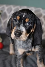 Bluetick Coonhound Dogs for adoption in Eden Prairie, MN, USA