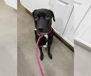 Labrador Retriever-Unknown Mix Dogs for adoption in Forestville, MD, USA