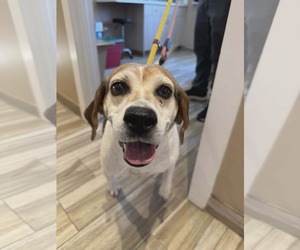 Mutt Dogs for adoption in Westwood, NJ, USA