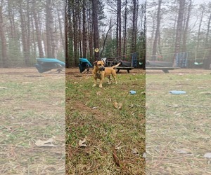 Black Mouth Cur-Unknown Mix Dogs for adoption in New London, WI, USA